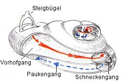 Schnecke