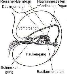 Cortisches Organ